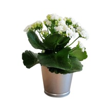 Kalanchoe - Kalanşo Çiçeği Beyaz Çiçekli