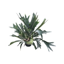 Platycerium Bifurcatum Geyik Boynuzu