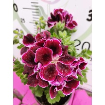 Bordo Ceylangözü Sardunya Pelargonium Domesticum - Renkli Süs Bitkisi