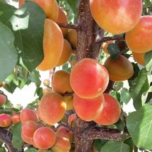 Tüplü Yüksek Aromalı Soğuklara Dayanıklı Al Kayısı Fidanı