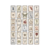 30 Adet Vintage Doğa Tarihi Pul Sticker Seti - Laptop Ajanda Scrapbook İçin Çok Renkli