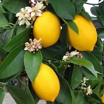 3 Yaş Aşılı Yediveren Mayer Limon Fidanı, Torbada