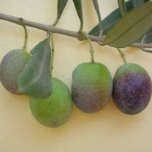 Susuzluğa Dayanıklı Sofralık Nizip Yağlık Zeytin Fidanı 10-20 Cm