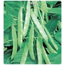 Sırık Fasülye Tohumu 25 Gram 1 Paket