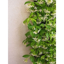 Videolu Yasemin Beyaz Çiçekli Kokulu Şarmaşık 90-120 Cm 1 Adet Dış Mekan Bitkisi Star Jasmine