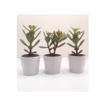 Para Çiçeği 3'lü Crassula Ovata Fidanı 10-20 Cm