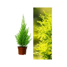 Videolu 1 Adet Kokulu Limoni Servi Fidanı 40-60 Cm Saksılı Dış Mekan Ağaçları Lemon Cypress