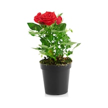 Yediveren Kırmızı Renkli Yoğun Kokulu 50 70 Cm 1 Adet Saksılı Aşılı Gül Red Rose