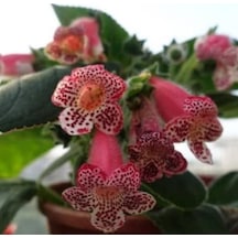 Özel Çeşit Lys Freckles Beauty Kohleria Çiçeği Fidesii Mini Potta