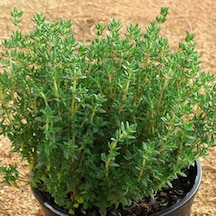 Naturel Saksılık Dik Gelişen Yeşil Kekik Tohumu 100 Tohum