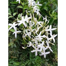 Limon Kokulu Yasemin Çiçeği Fidanı Kokulu Ful Yasemin Çiçeği 40-80cm