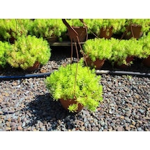 Sarı Sedum 3 Adet - Askılı Dekoratif Saksıda -