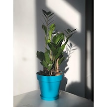 Zamia - Zamioculcas - Zeze Çiçeği