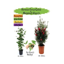 Kırmızı Fırça Çalısı+kokulu Hanıme Çiçeği+ıtır Çiçeği Peyzaj Seti