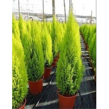 Videolu Limoni Servi Çam Fidanı Salon Çamı 30 40 Cm 1 Adet Saksılı Cupressus Macrocarpa