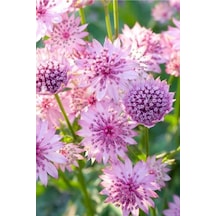 Güzellik Yıldız-astrantia Çiçek Tohumu 10 15 Adet
