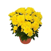 Saksıda Kasımpatı Çiçeği Chrysanthemum Sarı 10-20 Cm