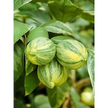 2 Yaş Tüplü Özel Bir Tür Alaca Limon Boy 80-100 Cm