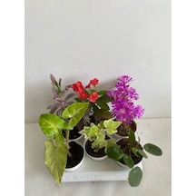 6'lı Bitki Seti Melek Kanadı+ Aşkın Göz Yaşı+ Hedera+kırmızı Milli Dikenler Tacı+mezem+pilea