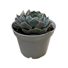 Echeveria 'Canadian' (Sukulent) Ø12 CM Y15-20 CM