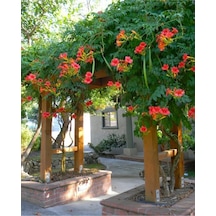 Gardenbox Acem Borusu Campsis Radicans Sarmaşık Fidanı 125-150 Cm