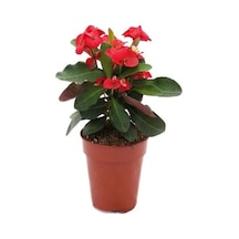 Kırmızı Milli Dikenler Tacı Mini Boy 1 Adet Saksıllı 10-20cm Salon Bitkisi Euphorbia Red
