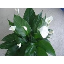 Spathıphyllum Barış Yelken Çiçeği Çiçeği Tohumu 10 Tohum