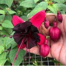 10 Adet Tohum Nadir Bulunan Kırmızı Siyah Yer Küpeli Çiçeği Saksı