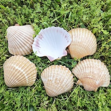 Tahtakale Toptancı Pecten Pair Of Flatt Yellow Kiloluk Deniz Kabuğu 1 Kg