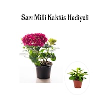 Kadınlar Gününe Özel Fuşya Renk Ortanca Çiçeği Sarı Milli Kaktüs Hediyeli