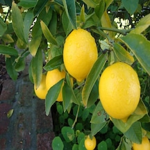 Tüplü Soğuk Iklimde Yetişebilen Mayer Limon Fidanı