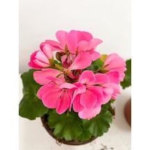 Sardunya Pembe Sarkan Sardunya Pembe Saksılı 10-20 Cm