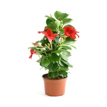 Dekoratif Kırmızı Mandevilla 30 60 Cm Sandavilla Çiçekli Sarmaşık, Bahçe Ve Teras Bitkisi