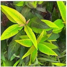 Nomaphila Siamensis Compact Saksı Canlı Bitki