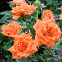 Videolu Mumyalı Turuncu Gül Fidanı 10-15 Cm 4 Mevsim Dikilir Mummy Orange Rose Sapling