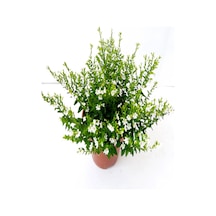 Videolu Beyaz Kufeya Çiçeği 20 40 Cm 1 Adet Saksılı Çiçekli Bodur Bitki Cuphea Hyssopifolia