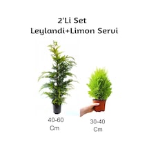 Leylandi+limon Servi Fidanı 2'li Set Dış Mekan Bitkisi