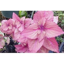 Soft Pembe Kolyos Yaprağı Tohumu Yaprağıgüzel 10 15 Adet