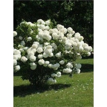 Beyaz Çiçekli Kartopu Fidanı 30-60 Cm