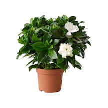 Videolu Efsane Kokulu Hediyelik 1 Adet Gardenya Çiçeği Saksılı 30-45cm Gardenia Flower