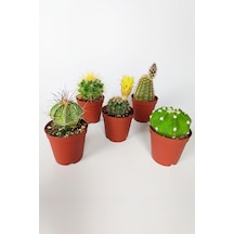 5 Li Kaktüs Set