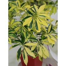 Videolu Alacalı Şeflera Bitkisi 100-120 Cm Saksılı/tüplü Dış Mekan Ağaçları Schefflera Arboricola