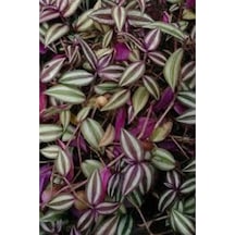 Tradescantia Zebrina Telgraf Çiçeği