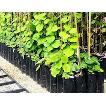 Fidan Poşeti 22x35 cm 40 Adet Fidan Torbası Fide Poşeti Fide Torbası Fidan Yetiştirme Poşeti