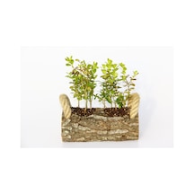 Ofis Bitkisi Buxus - Twin Set  5864