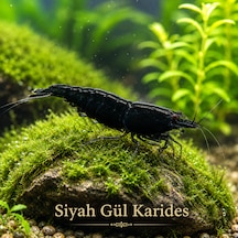 Siyah Gül Karides 5 Adet 1-1,5cm Black Rose Karides