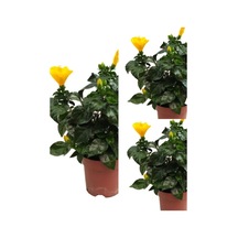 Videolu Sarı Japon Gülü Fidanı 3 Adet Saksılı/ Tüplü 50-70 Cm Salon Bitkisi Hibiscus Rose