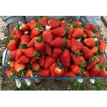 Tarladan Taze Çilek 500gr Serasız