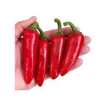 20 Adet Kırmızı Jalapeno Biber Tohumu