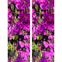 2'li Pembe Begonvil Çiçeği Bitkisi 65-110 Cm Saksılı Çiçekli Bodur Bitkiler Bougainvillea